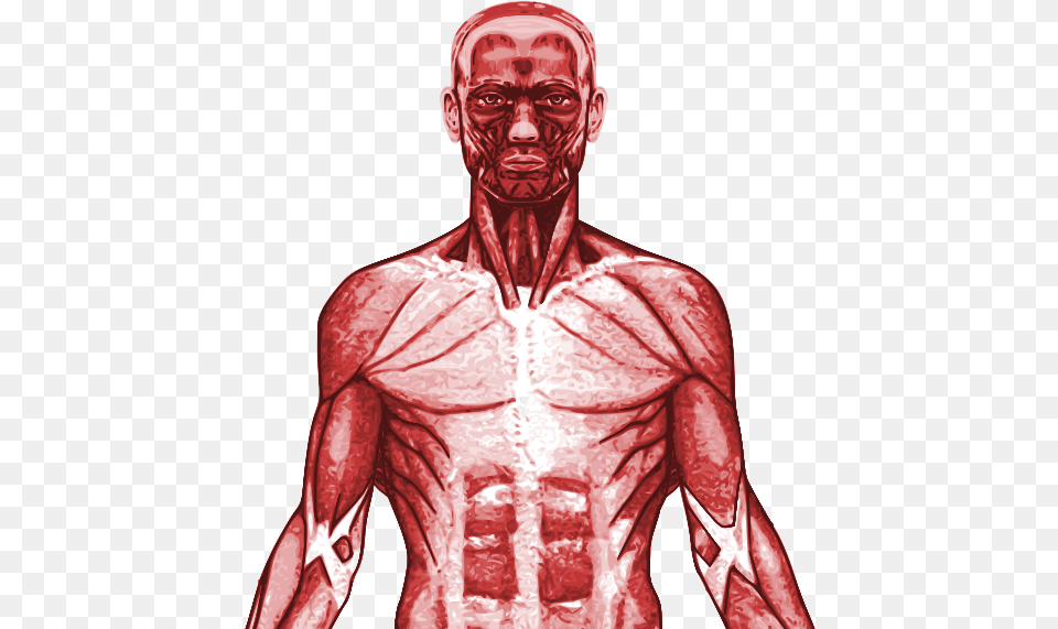 New Specification Gcse Pe Muscular System Powerpoint Transparent Muscular System, Adult, Male, Man, Person Png Image