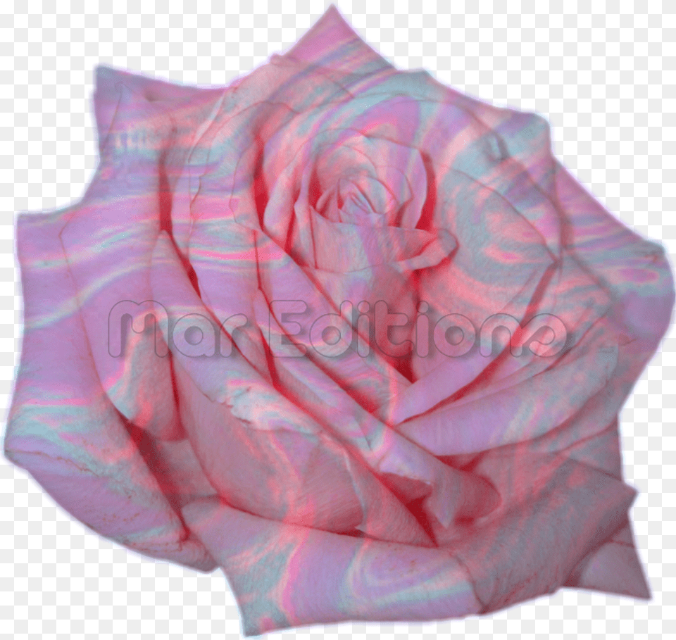 New Sticker Flor Tumblr En Para Tus Edits, Flower, Plant, Rose, Silk Free Png