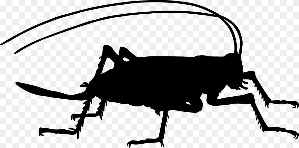New Study How Happy Are Aussies To Eat Insects Bugs For Dinner, Silhouette, Lighting, Symbol Free Transparent Png