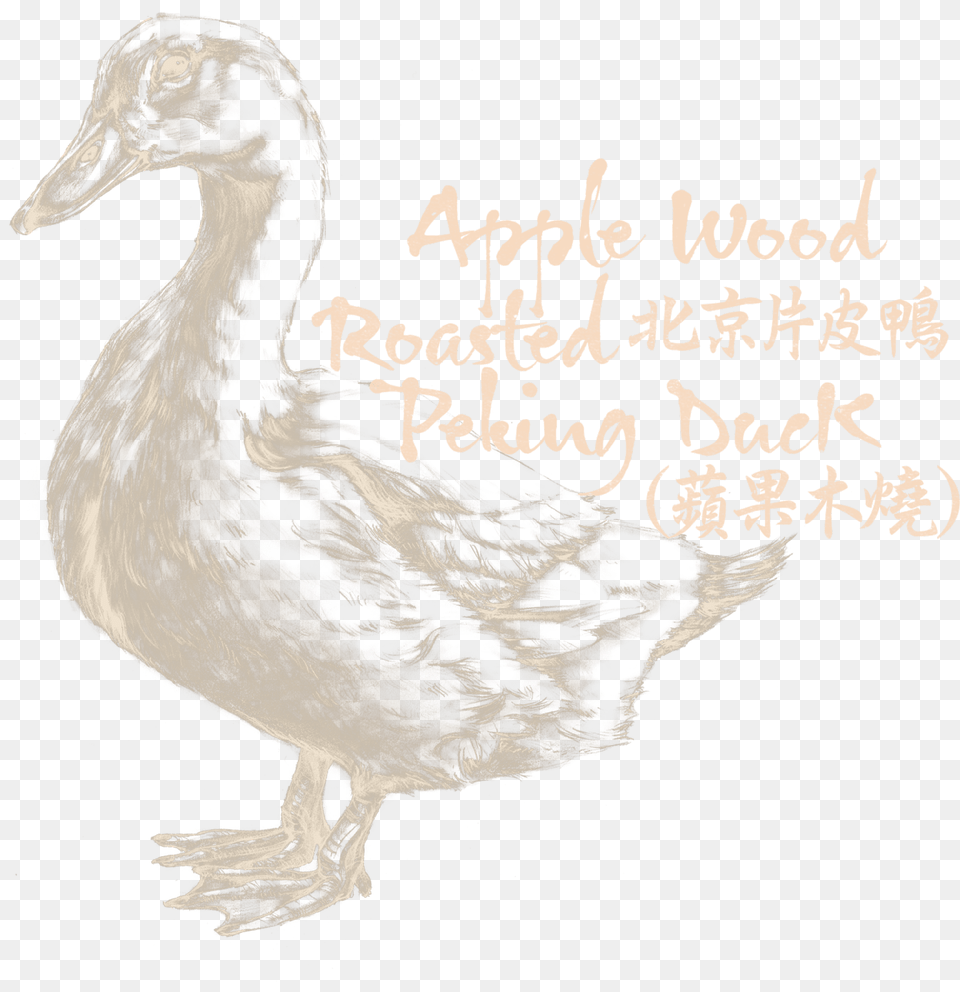 New Taipei, Animal, Bird, Duck Free Png Download