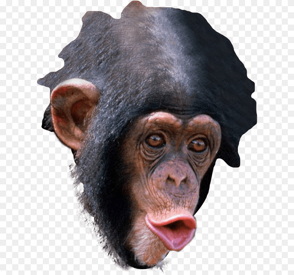 New Trihard Emote Trihard Emote, Animal, Mammal, Monkey, Wildlife Free Transparent Png