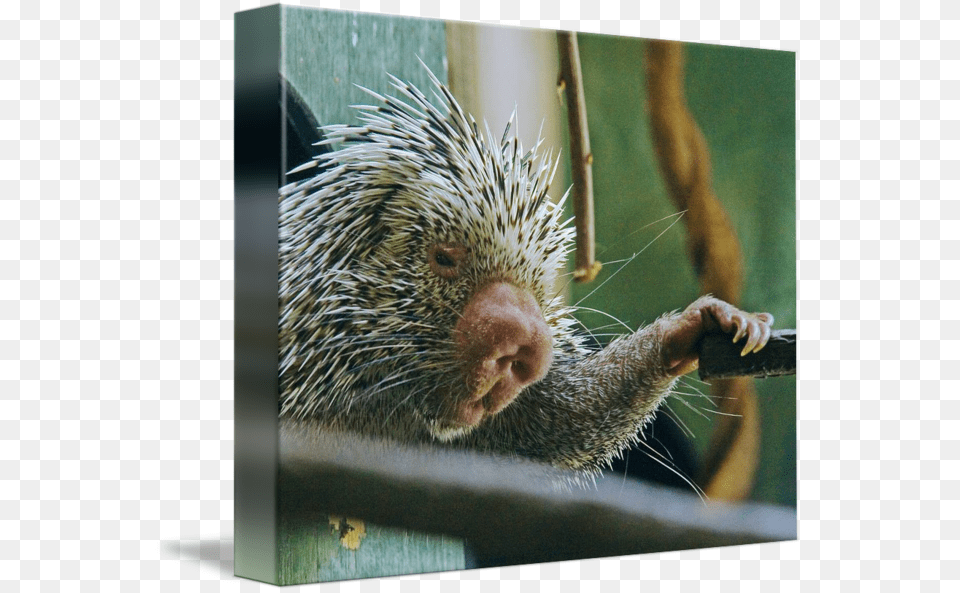 New World Porcupine, Animal, Mammal, Rodent, Hedgehog Free Png Download