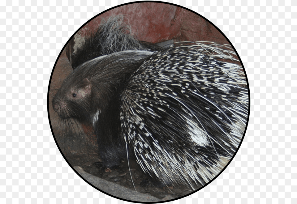 New World Porcupine, Animal, Mammal, Rodent, Rat Png
