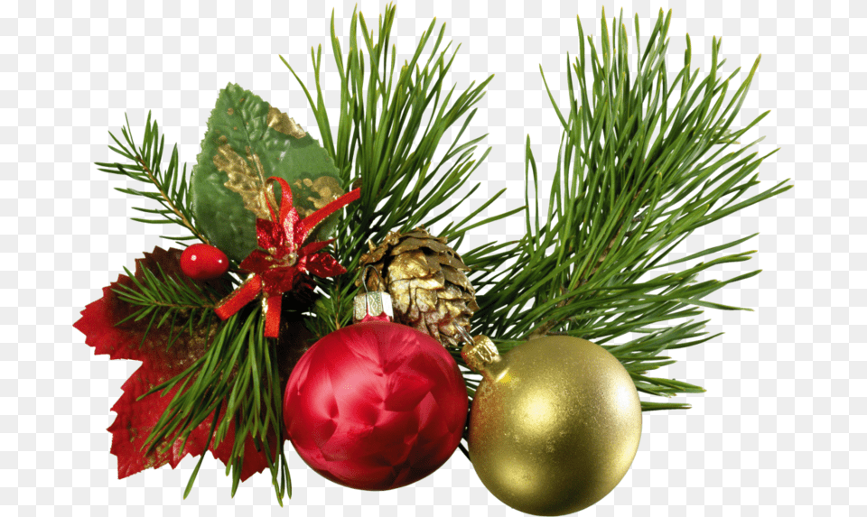 New Year, Conifer, Plant, Tree, Accessories Png