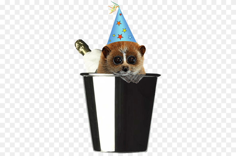 New Year Party Hat Best Animals In Party Hats, Clothing, Party Hat Free Png
