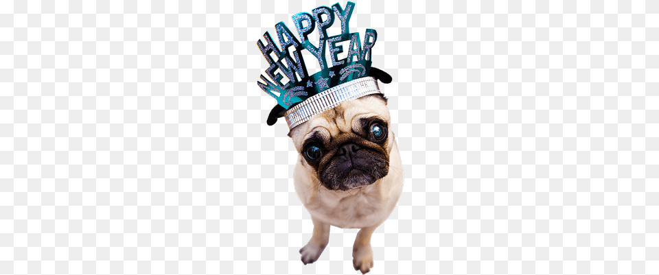 New Year Puppy, Animal, Canine, Mammal, Pet Free Png Download