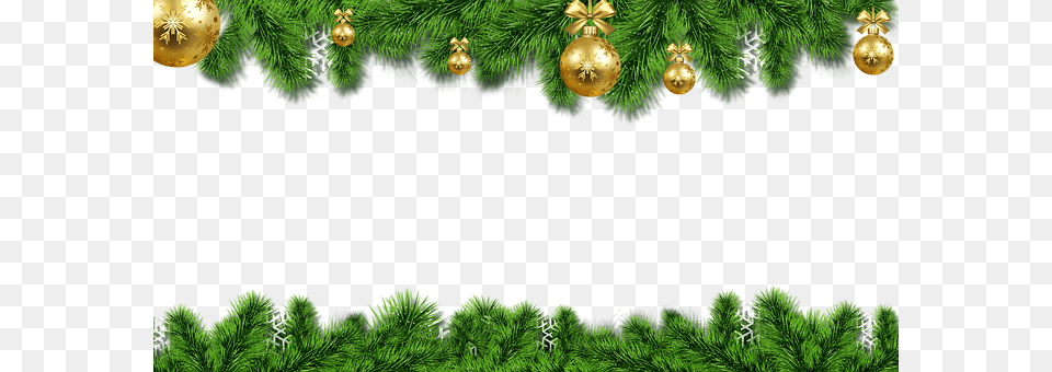 New Years Eve Tree, Plant, Conifer, Pine Free Transparent Png