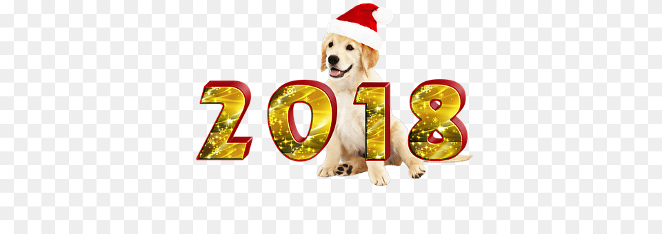 New Years Eve Animal, Canine, Dog, Golden Retriever Free Png Download