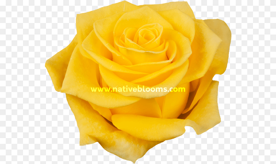 New Yellow Roses Floribunda, Flower, Petal, Plant, Rose Free Transparent Png
