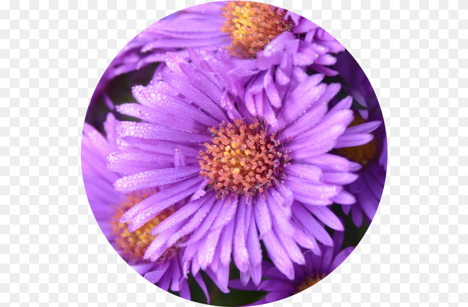 New York Aster, Daisy, Flower, Petal, Plant Png