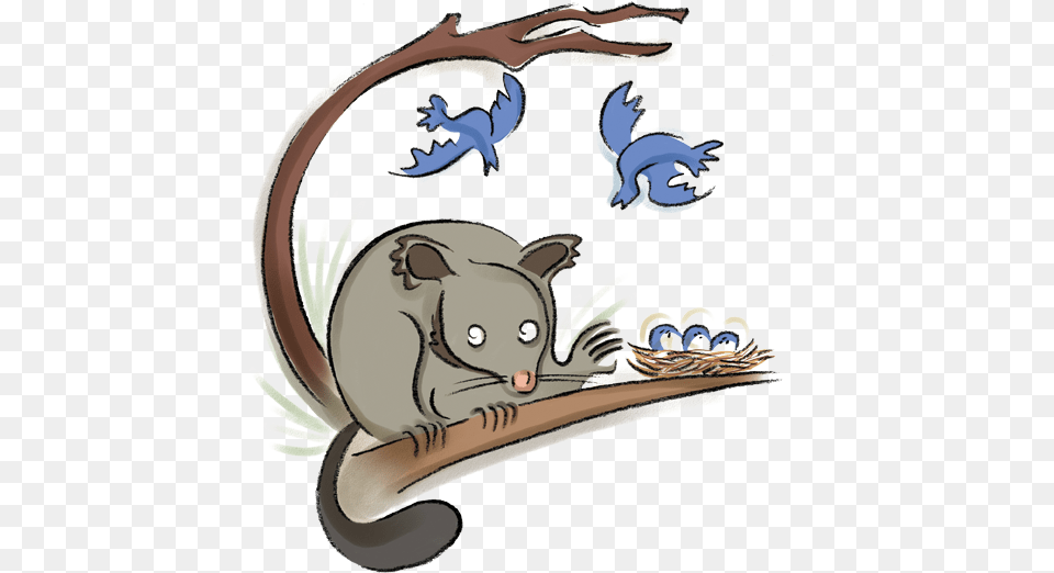 New Zealand Brushtail And The American Possum Cat, Animal, Bird, Mammal, Wildlife Free Png Download