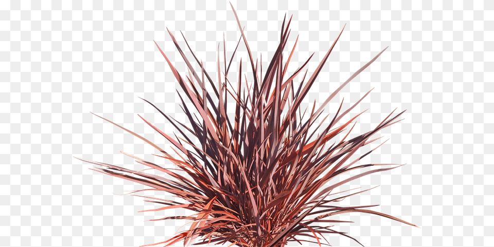 New Zealand Flax, Fireworks, Plant, Nature, Night Png