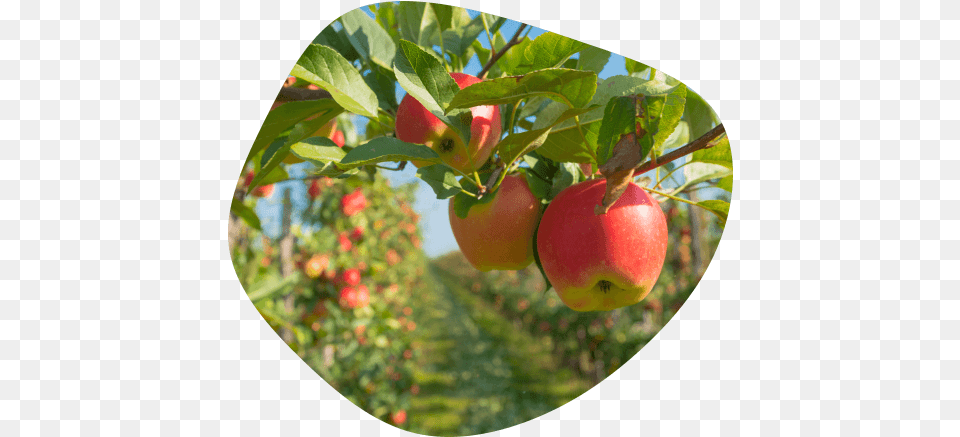 New Zealand Grown Apples Sliced Diced Apples, Apple, Food, Fruit, Plant Free Transparent Png