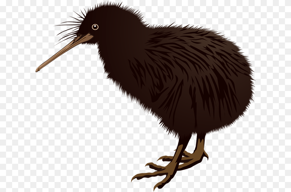 New Zealand Kiwi Bird Clipart, Animal, Kiwi Bird, Beak Free Png Download