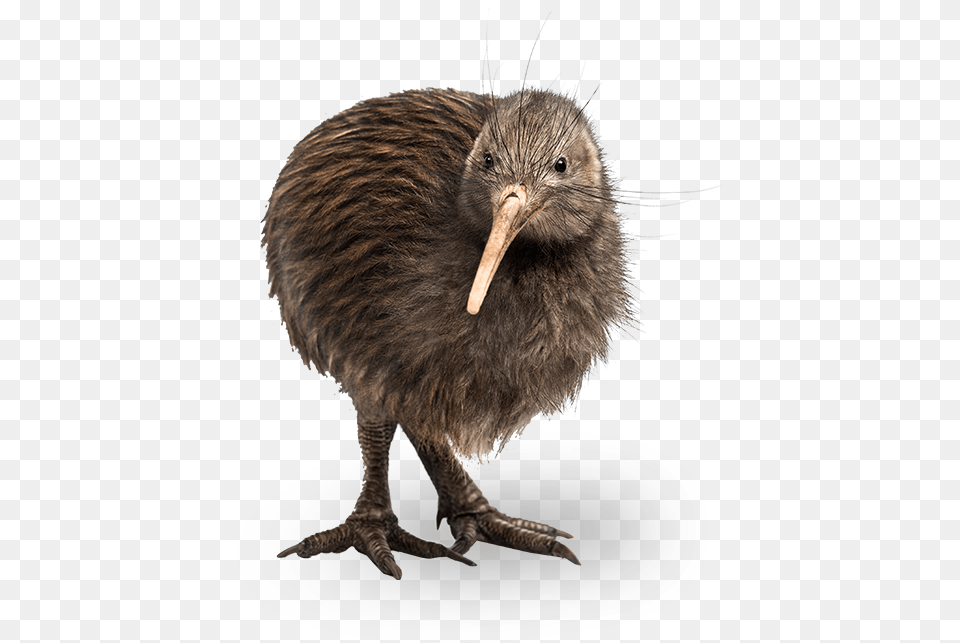 New Zealand Kiwi Bird Kiwi Bird, Animal, Kiwi Bird, Beak Free Transparent Png
