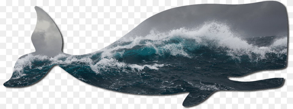 New Zealand Waves, Animal, Sea Life, Whale, Mammal Free Transparent Png