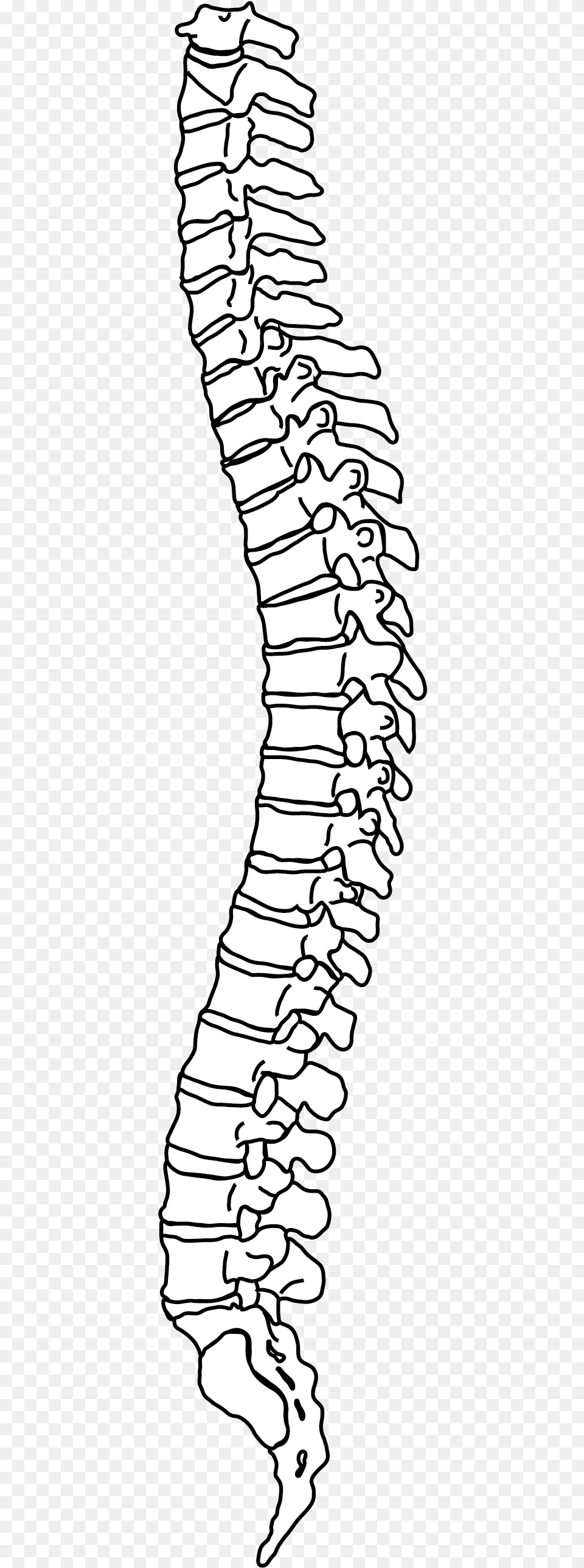 Newbie Please Help Going Crazy Archive Dibujo De La Columna Vertebral, Water, Outdoors, Nature, Text Free Png