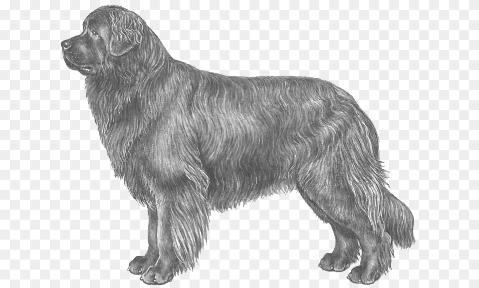 Newfoundland Disegni Di Cani Terranova, Animal, Canine, Dog, Mammal Png Image