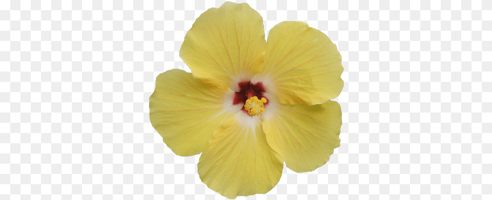Newhive By Automine Clip Art Transparent Transparent Tropical Flower, Plant, Hibiscus Png