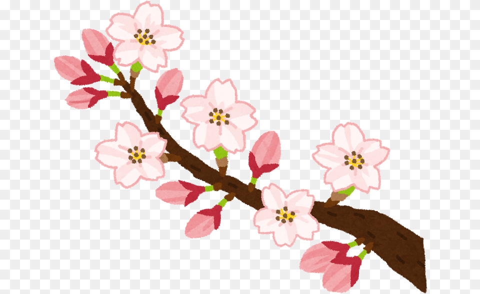 News, Flower, Plant, Cherry Blossom, Rose Png