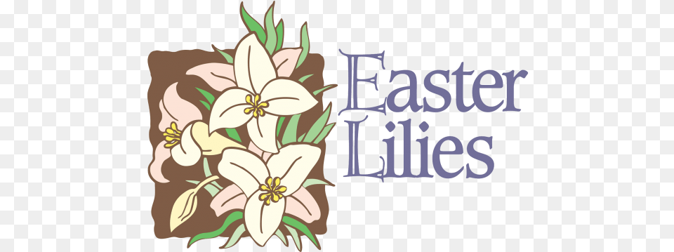 News And Events U2013 St John United Church Of Christ New Easter Lilies Clip Art, Floral Design, Graphics, Pattern, Flower Png