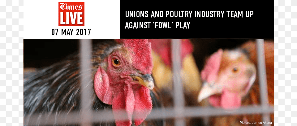 News Avian Influenza, Animal, Bird, Chicken, Fowl Free Transparent Png