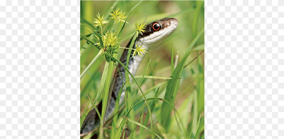 News Ilwo 4 30 15 Hoag Snake Jumbo Ribbon Snake, Animal, Reptile Free Png Download