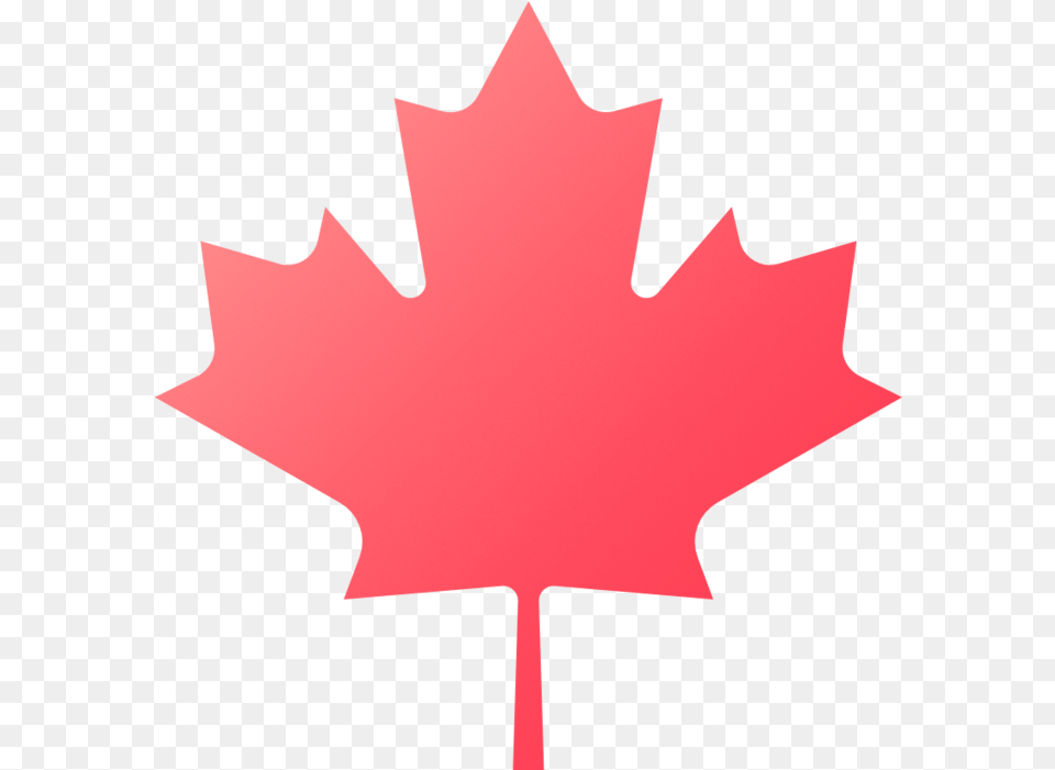 News Virocule Canada Leaf, Maple Leaf, Plant, Tree, Person Free Png Download