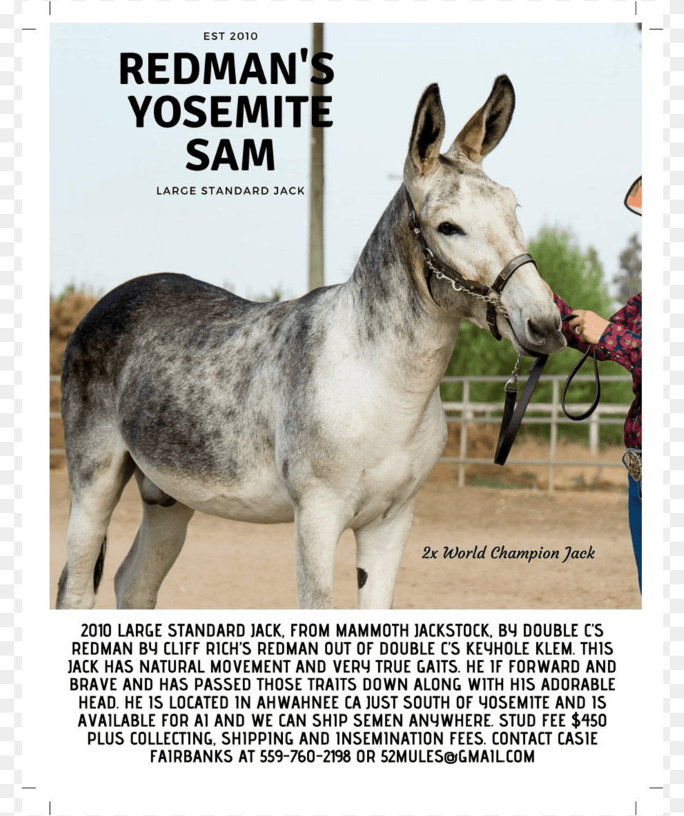 Newsletter Oct2018 05 Min, Animal, Horse, Mammal, Person Png