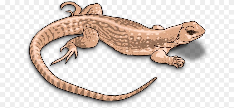 Newt Clipart Transparent Clipart Lizard, Animal, Gecko, Reptile, Fish Png Image