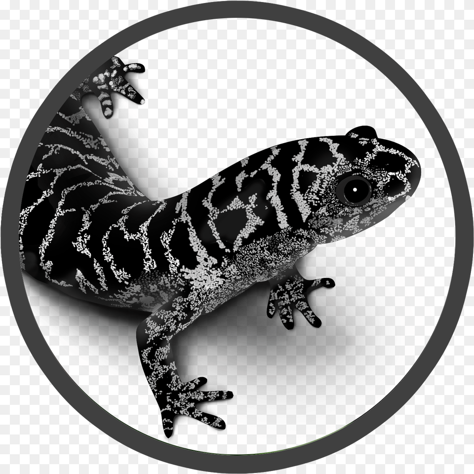 Newt Drawing Marbled Salamander Frosted Flatwoods Salamander Amphibian Foundation, Animal, Wildlife, Fish, Sea Life Free Png Download
