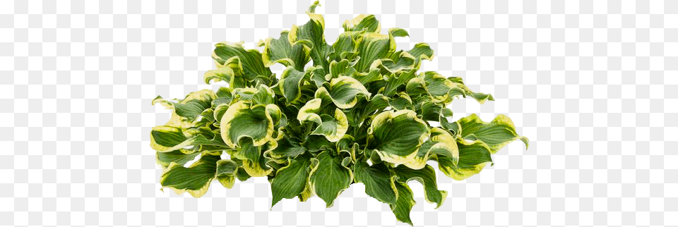 Next Hosta Wheee, Leaf, Plant, Potted Plant, Flower Free Png Download