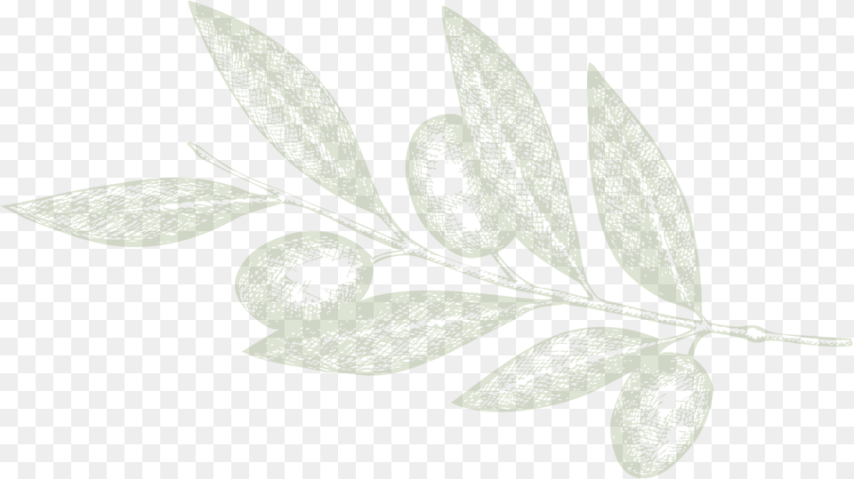 Next Illustration, Herbal, Herbs, Leaf, Plant Free Png