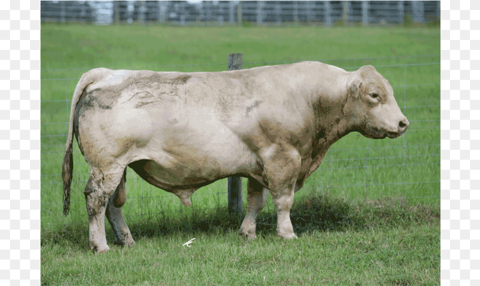 Next Step 164p Charolais Semen Southern Cattle Company, Animal, Bull, Mammal, Cow Free Png Download
