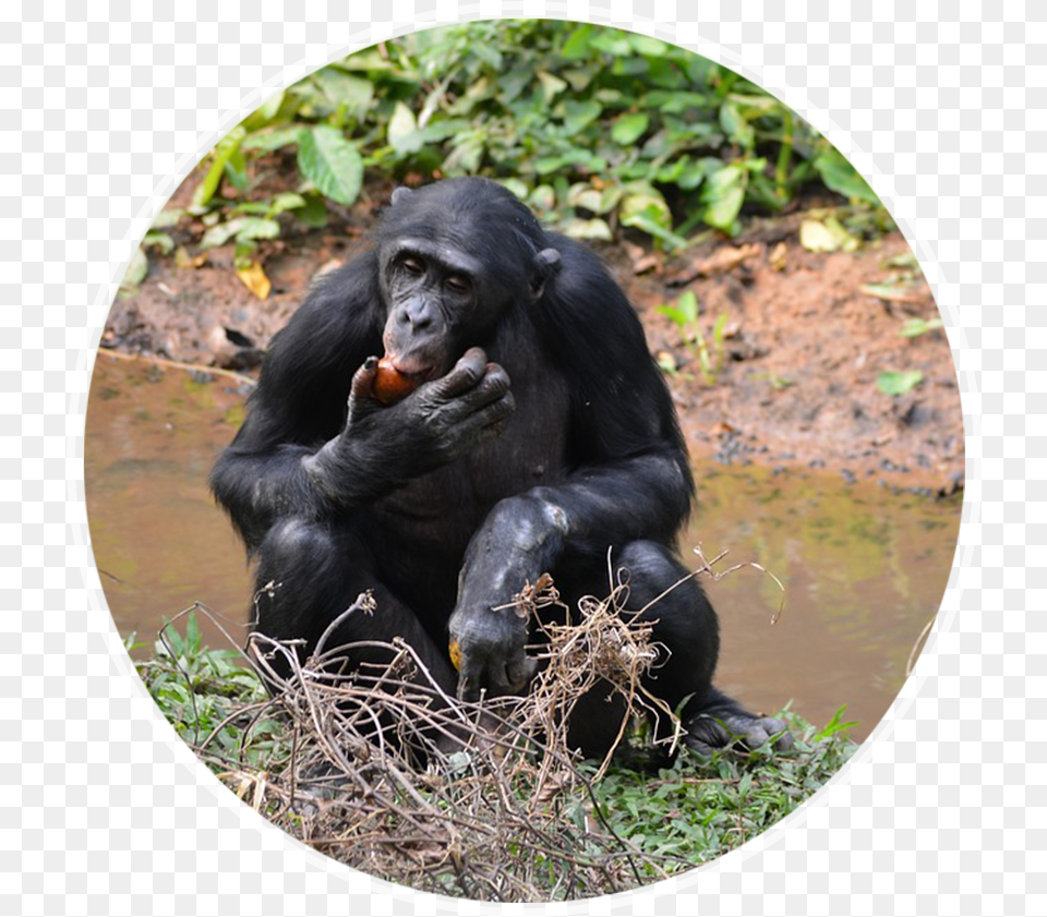 Ngo Amp Humanitarian Aid Case Study Lola Ya Bonobo, Animal, Ape, Mammal, Wildlife Free Png Download