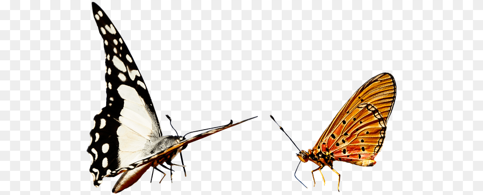 Nh Ng Bm Bay, Animal, Butterfly, Insect, Invertebrate Png