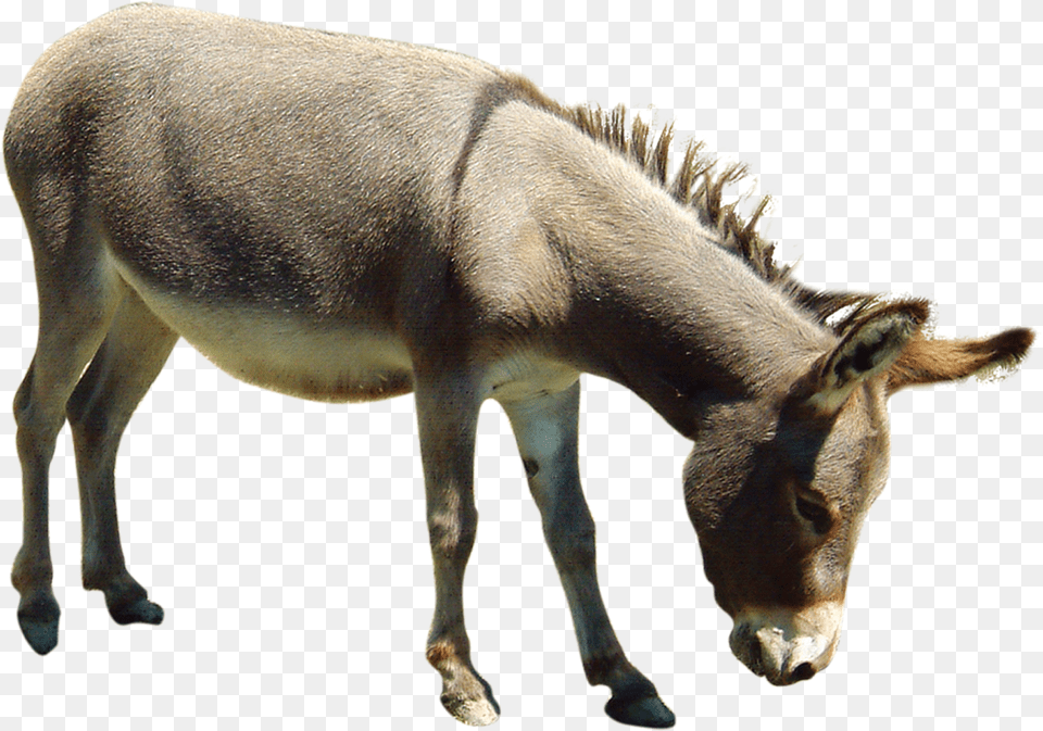 Nh Ng Con Nga, Animal, Donkey, Mammal, Antelope Free Png