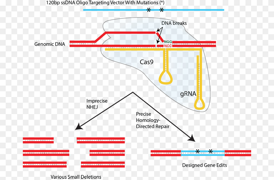 Nhej And Hdr Cas9 Single Stranded Dna, Chart, Plot Free Png Download