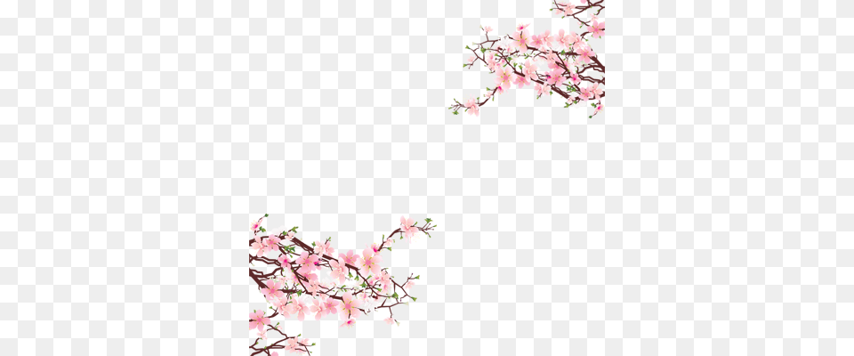 Nice And Cute Sakura Blossom Tree Clip Art Of Cherry Blossoms, Flower, Plant, Cherry Blossom Free Transparent Png