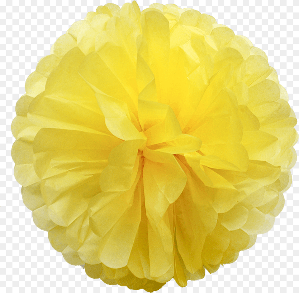 Nice Light Yellow Pom Poms From Pachia Yellow Paper Pom Poms, Flower, Petal, Plant, Rose Png Image