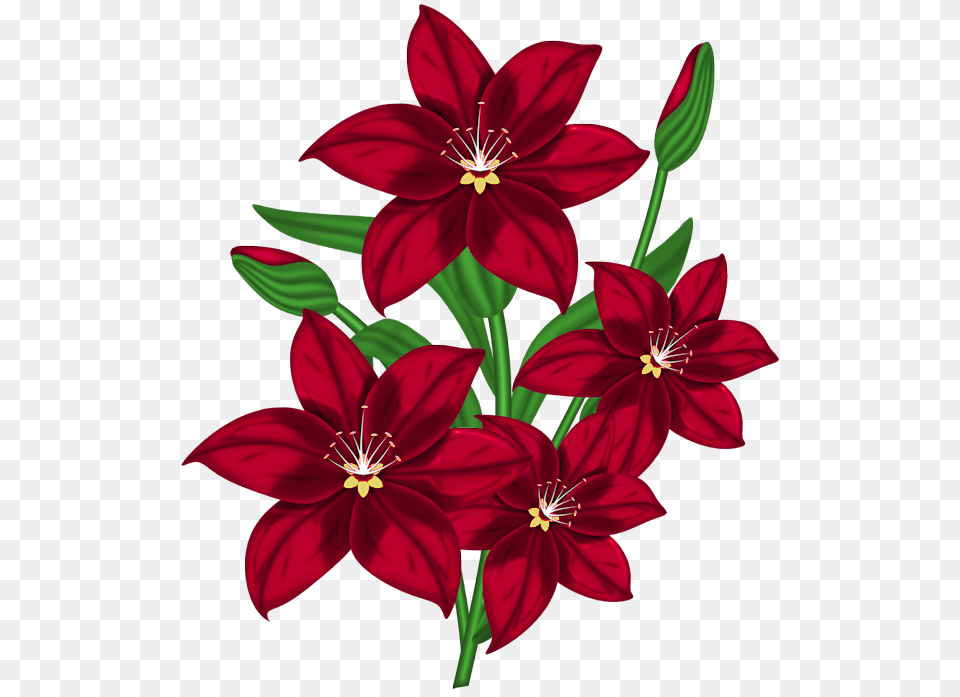 Nice Red Flower, Plant, Pattern, Dahlia Free Png Download