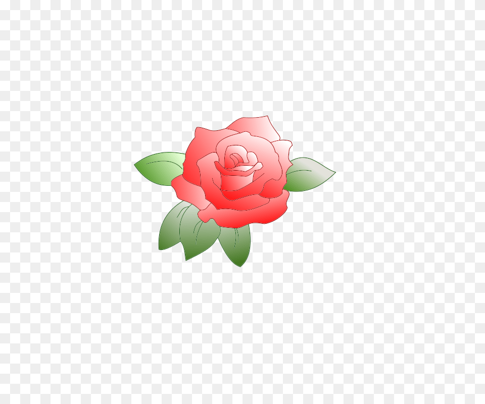 Nice Rose, Flower, Plant, Petal Png