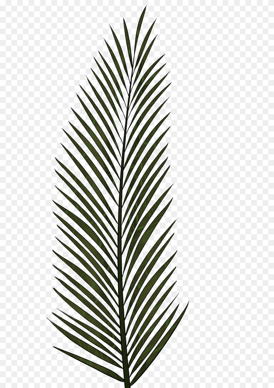 Nice Tropical Palm Tree Leaves Memory Foam Rug Tropical Palm Tree, Grass, Green, Leaf, Plant Free Png Download