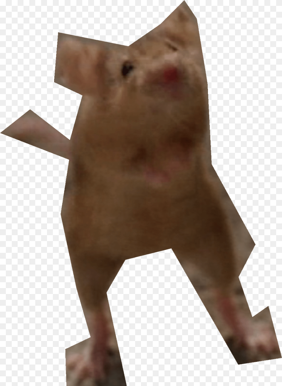 Nick Cannon, Animal, Mammal, Pig, Hog Png Image