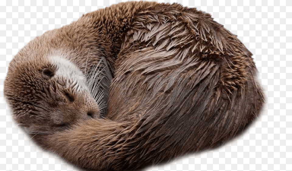 Nick Name Is Otter Otter Taking A Nap, Animal, Mammal, Wildlife, Bear Free Transparent Png