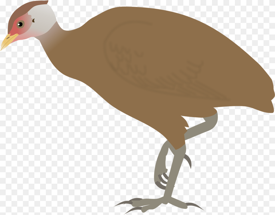 Nicobar Megapode, Animal, Bird, Beak, Vulture Free Transparent Png