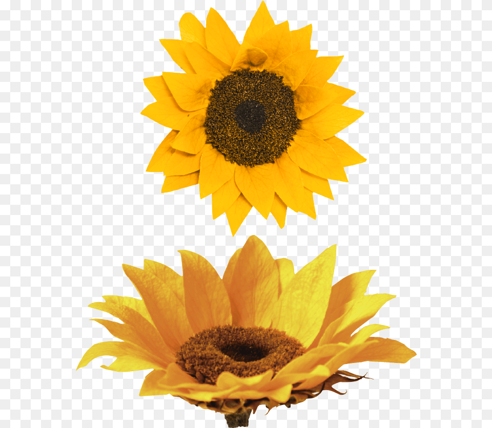 Nido Girasol Sunflower, Flower, Plant Free Png Download