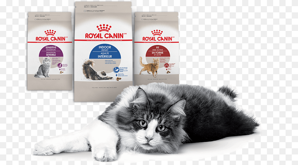 Nielsen Through Scantrack Service For The Cat Food Royal Canin, Advertisement, Poster, Animal, Mammal Png