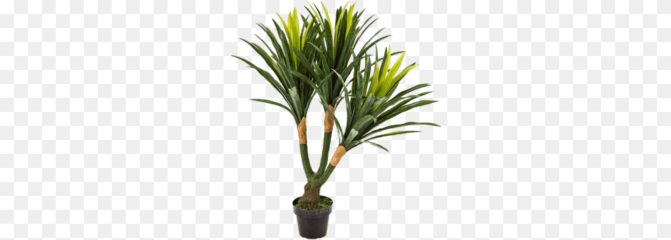 Nieuwkoop Europe Yucca Tree Houseplant, Palm Tree, Plant, Potted Plant Png