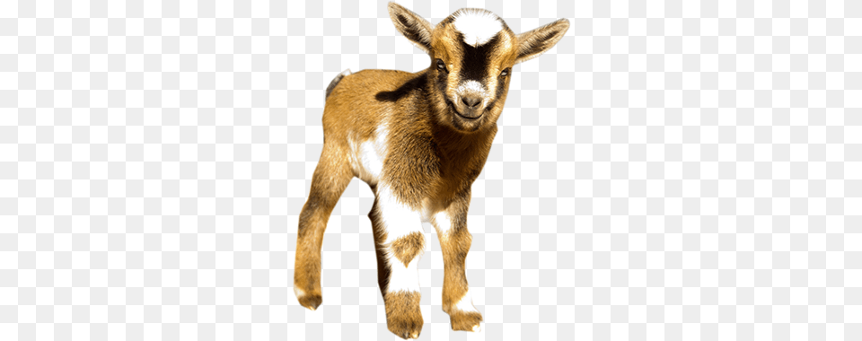 Nigerian Dwarf Goats Nigerian Dwarf Goat, Livestock, Animal, Mammal, Kangaroo Free Png Download